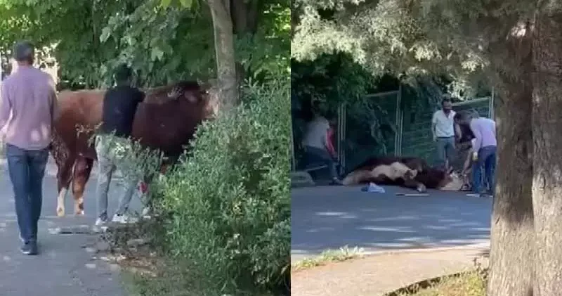 Ataşehir’de kaçan kurbanlığı çevredekiler güçlükle yakaladı