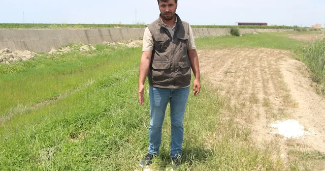77 küçükbaş zehirlenerek öldü Adana Haberleri