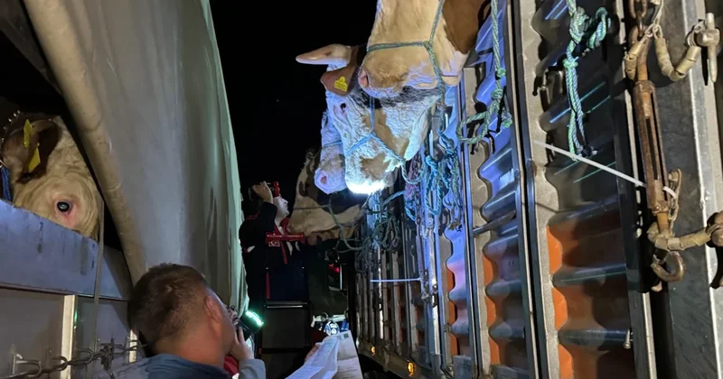 İstanbul a kurbanlık hayvan sevkiyatları başladı: Denetimler 7/24 sürecek Sözcü Gazetesi