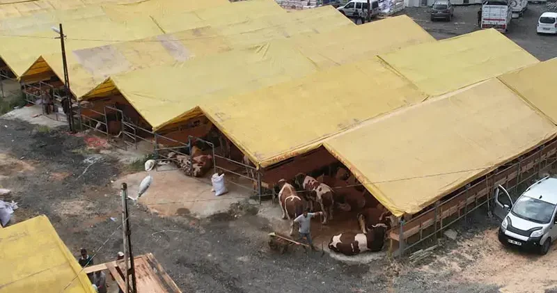 Kurbanlıklar İstanbul a geldi; ilk satışlar yapıldı