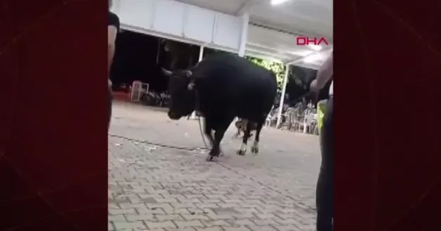 Kızgın boğa para takmak için yaklaşan vatandaşı havaya fırlattı