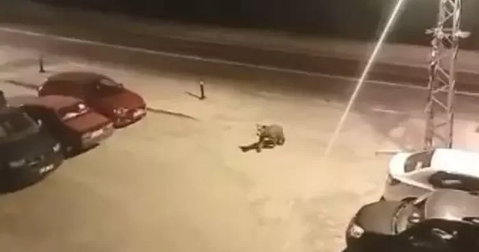 Borçka ilçe merkezine inen ayılar cadde ve sokaklarda dolaştı