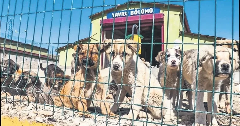 Sokak hayvanları için yeni adım