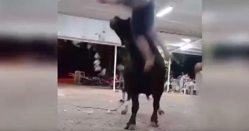 Para atarken boynuzlandı: Kendini yerde buldu