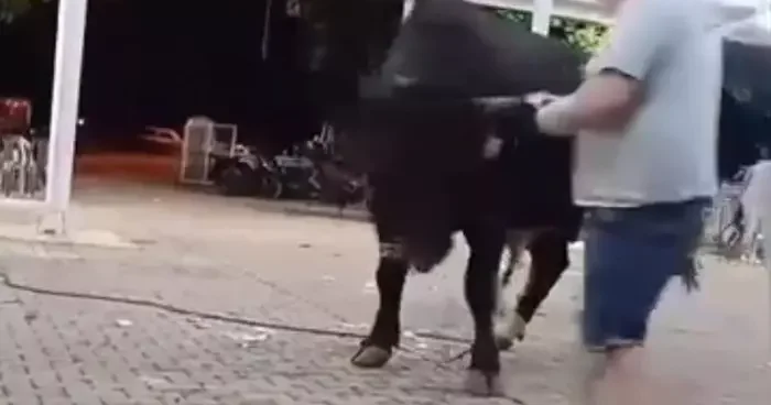 Tanıtımı yapılan boğaya para atarken boynuz darbesiyle yaralandı