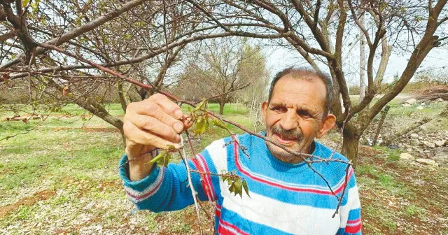 Ekonomik kayıp 30 milyar TL: Malatya da 568 bin ton ürün etkilendi Ekonomi Haberleri