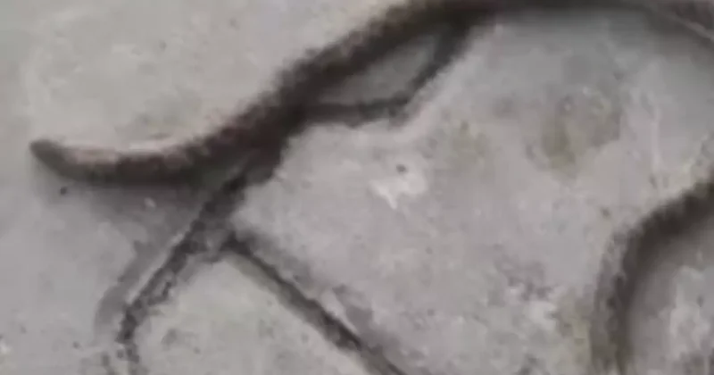 Böylesi görülmedi! Çift başlı yılan hayrete düşürdü