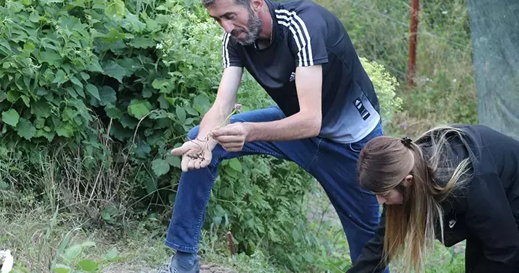 Toplanması yaksak bitki çiftin yeni kazanç kapısı oldu
