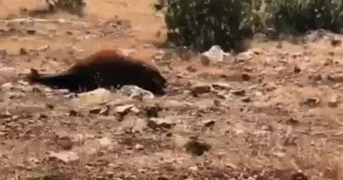 Batman’da Yabani Yılkı Atı Ölümleri 7’ye Yükseldi