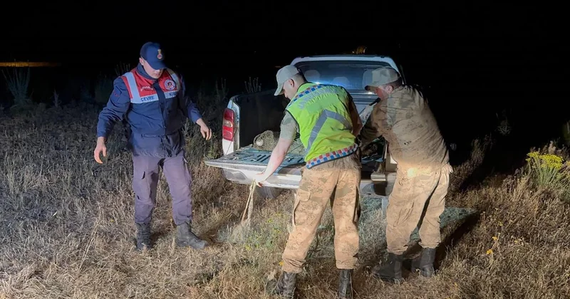 Kaçak avlanan 1,5 ton inci kefali suya geri bırakıldı