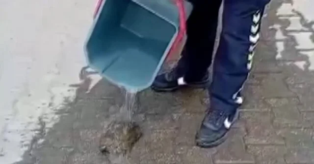 Tokat ta polis memuru yanan otların arasından kurtardığı kaplumbağayı suyla serinletti VİDEO İZLE