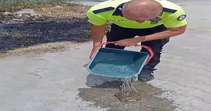 Yanan otların arasından kaplumbağayı kurtardılar