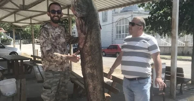Meriç Nehri nde 80 kilo ağırlığında yayın balığı yakaladı Edirne Haberleri