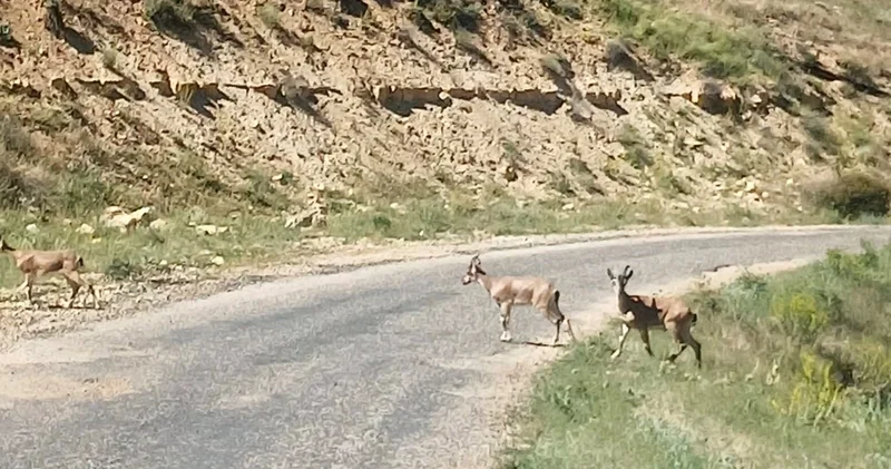 Dağ keçilerini görüntüledi, Ne kadar güzelsiniz diyerek paylaştı