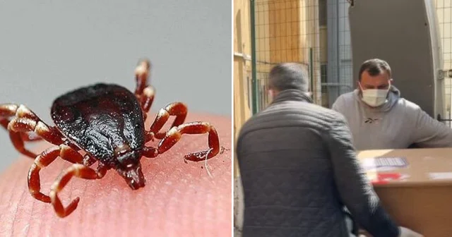 Tokat ta KKKA hastalığı şüphesiyle tedavi gören kadın öldü: 9 gün önce kene yapışmıştı Tokat Haberleri