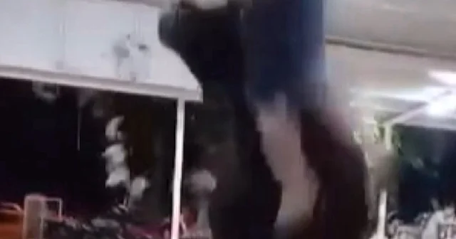 Kızgın boğa boynuzuyla adamı fırlattı VİDEO İZLE