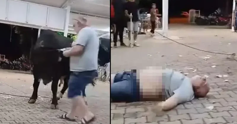 Para atarken boğanın boynuz darbesiyle havaya fırladı
