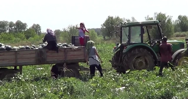 Iğdır da yetiştirdiği karpuzları erken toplayan üreticinin hedefi 4 hasat Iğdır Haberleri