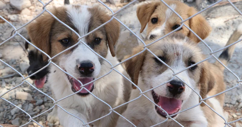 Kilis te sahipsiz köpekler için özel yaşam alanı kuruldu