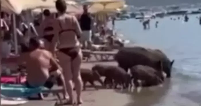 Marmaris te plaja inen yaban domuzları, turistlerin arasında yiyecek aradı, denize girdi
