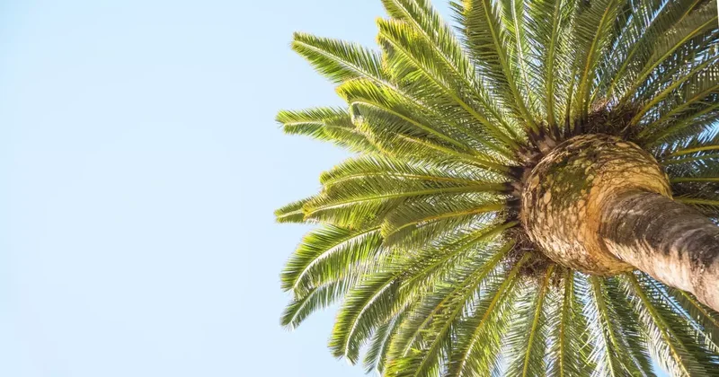 Palm Yağı Hakkında Bilimsel Verilere Dayalı 10 Gerçek