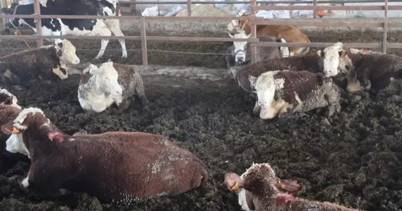 Hatay da firari angus alarmı: Gören olursa hemen kaçsın
