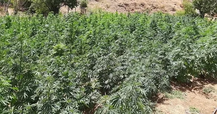 Bingöl de uyuşturucu operasyonları devam ediyor: Kenevir tarlaları ve esrar ele geçirildi