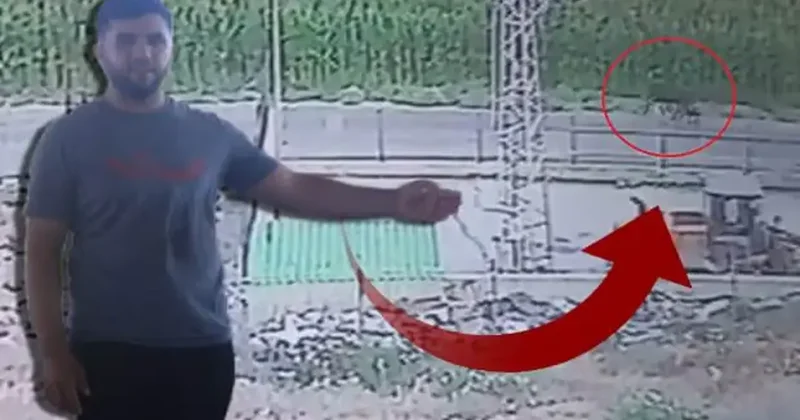 Sevkiyat sırasında sırra kadem bastılar! Sahibi uyardı: Gören olursa hemen kaçsınlar