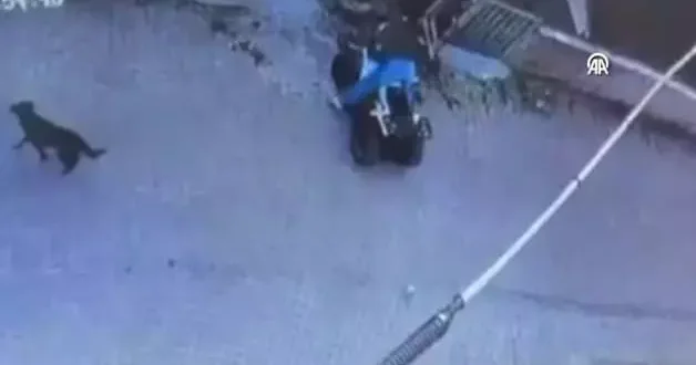 Sinop ta sahipsiz köpeğin saldırdığı ATV aracının sürücüsü yaralandı