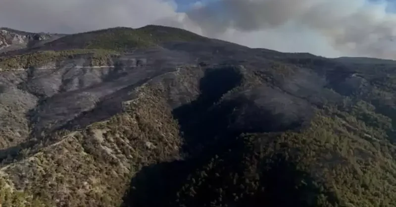 Sakarya’da dumanlar dağıldı, yangının hasarı ortaya çıktı