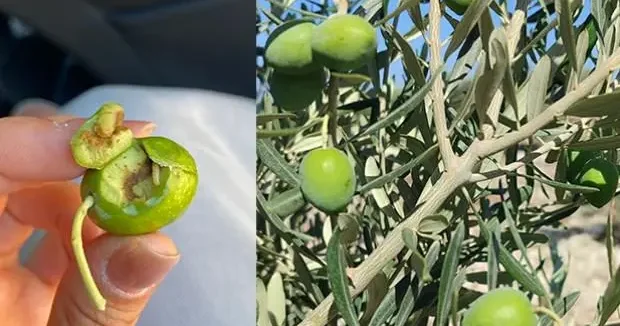 Aydın haberleri Zeytin üreticilerine ur gibi bela oldu! Verim kötü etkilenebilir 22 Temmuz 2025
