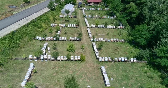 Gür ormanlarda üretilen tescilli Sinop kestane balının hasadı tamamlandı Sinop Haberleri