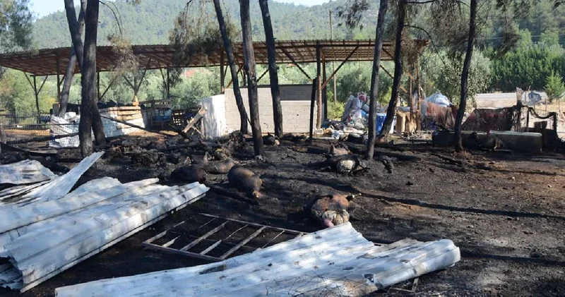 Bilecik teki yangında kundak şüphesi