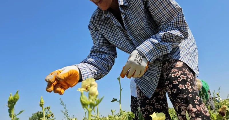 Dönüm başına en fazla 15 kilo ürün elde ediliyor! Kilosu 250 TL den alıcı buluyor