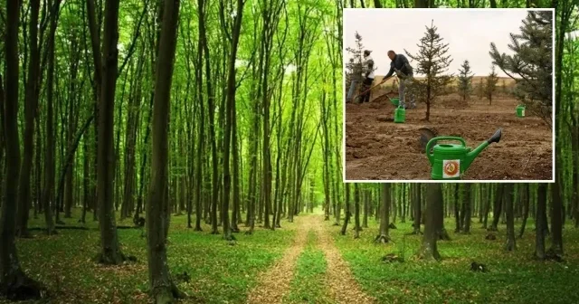 Ormanların korunması için 6 ayda yaklaşık 10,9 milyar lira harcandı Türkiye Ekonomisi Haberleri