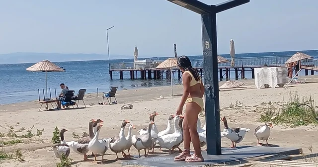 Şartlı tahliye edilen kazlar sahile inip, tatilcilerle duş alıyor Balıkesir Haberleri