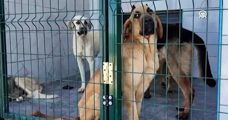 Valilik istedi AKP li Arnavutköy Belediyesi sokak hayvanlarını toplamaya başladı!