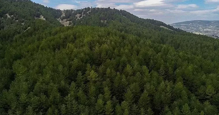 Ormanların korunması için harcanan para belli oldu