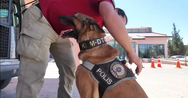 Narkotik köpeği Pars emekliye ayrıldı Osmaniye Haberleri