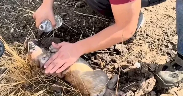 Çanakkale de ahırda yangın çıktı: Hayvanlar tahliye edildi VİDEO İZLE