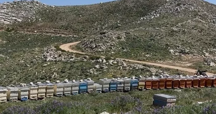 Gazipaşa da 36 arı kovanı çalındı