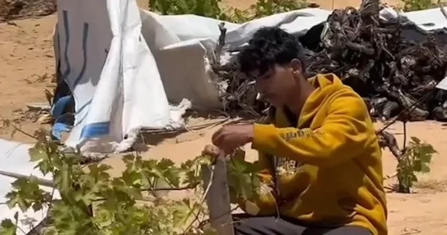 Gazzeliler tüm acılara rağmen umutlarını yitirmiyor: Enkazlar arasında asma yaprağı yetiştirip sarma sardılar VİDEO İZLE