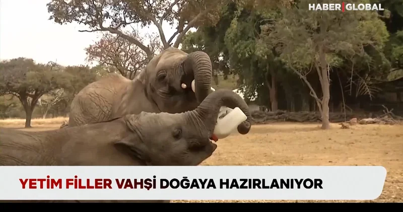 Yetim yavru filler vahşi doğaya hazırlanıyor