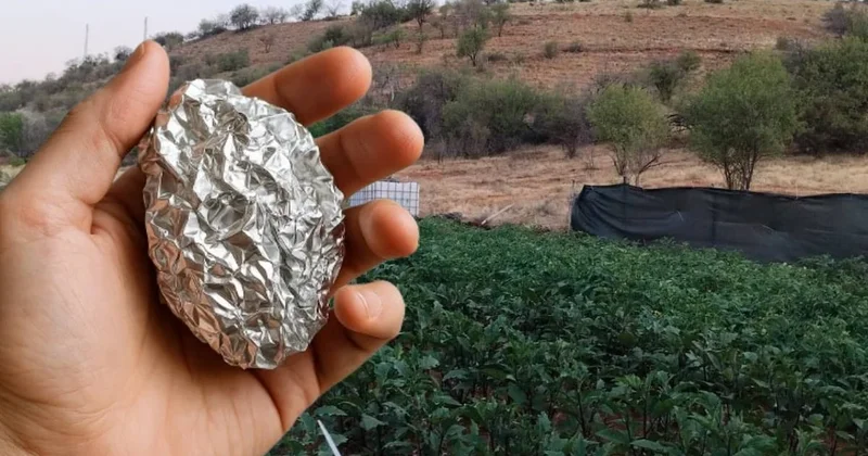 Alüminyum folyo ile hasat 10 katına çıktı: Bir parça yetiyor Sözcü Gazetesi