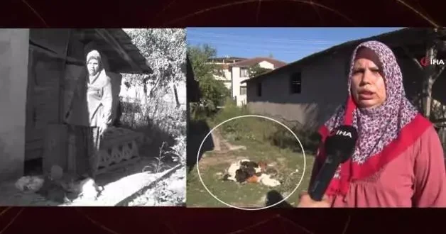 22 yıllık emek bir gecede yok oldu! Başıboş köpek terörü devam ediyor