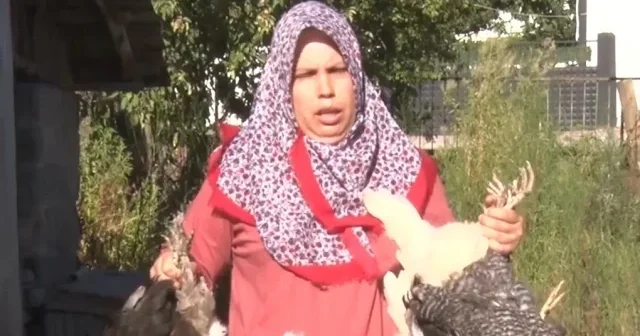 Kadın girişimcinin 22 yıllık emeği tek gecede yok oldu: Kümese giren köpekler bütün hayvanları telef etti VİDEO İZLE