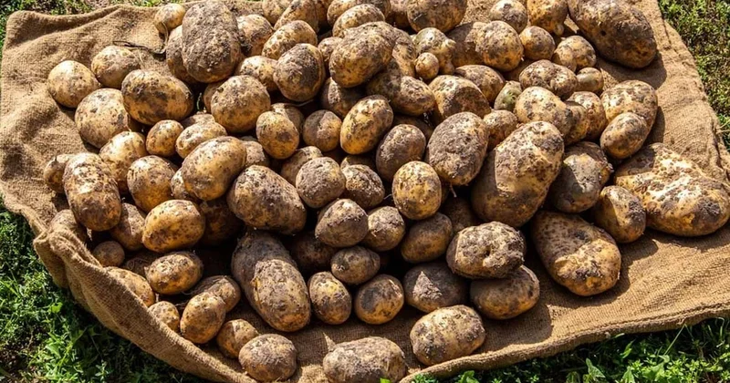 Patateslerini 10 yıldır ağustos ayında ekiyor: Yöntemi bahçıvanları bile şaşırttı Sözcü Gazetesi