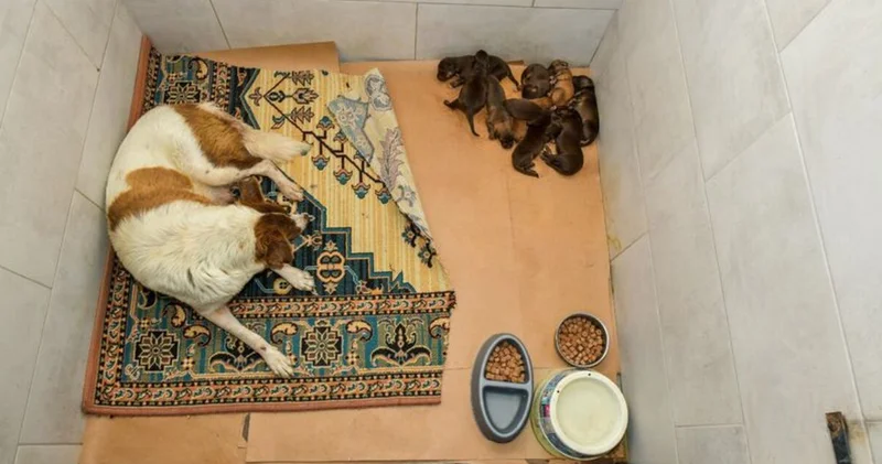 Kepçeyle köpek toplama iddiasına yanıt Son dakika haberleri