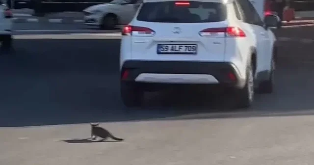Tekirdağ’da yavru kedi trafikte sürücülere zor anlar yaşattı VİDEO İZLE