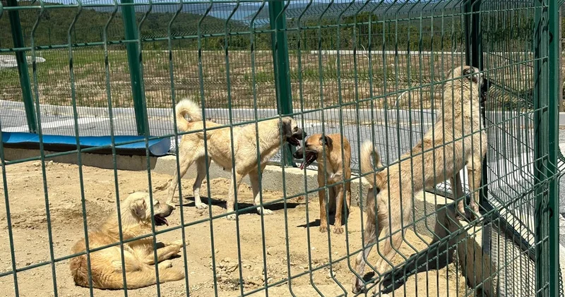 İstanbul da sahipsiz hayvanlar toplanmaya başlandı